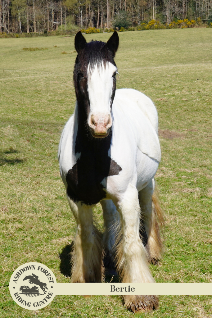 Photo of Bertie