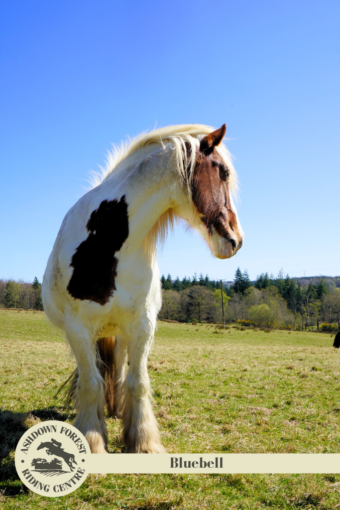 Photo of Bluebell