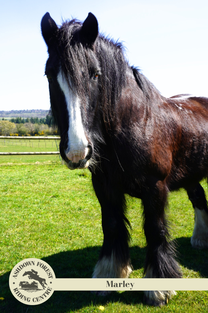 Photo of Marley