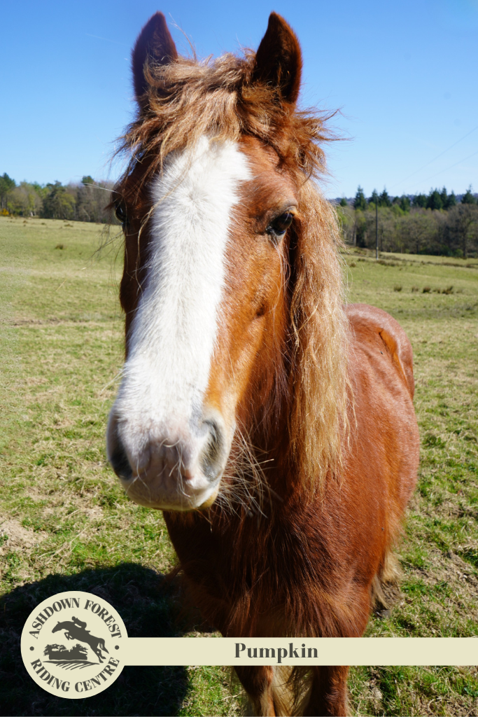 Photo of Pumpkin
