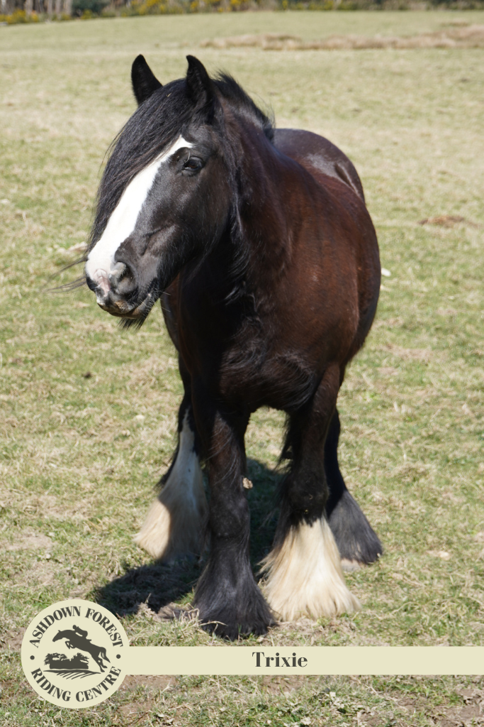 Photo of Trixie
