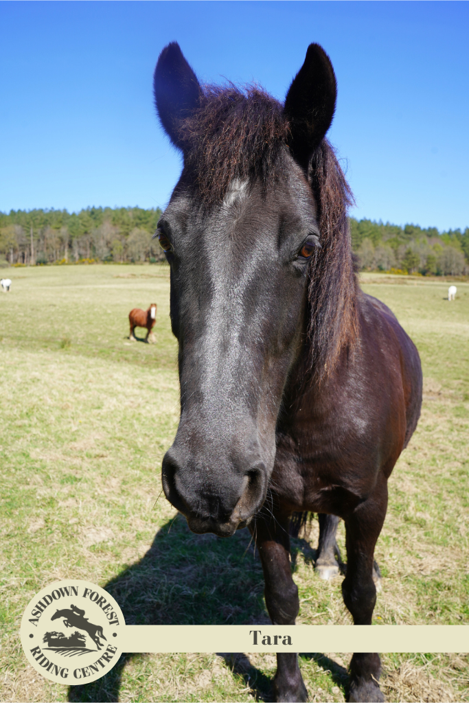 Photo of Tara