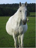 Anderida Cambretta Anderida Cambretta