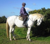 Anderida Comanche Anderida Comanche