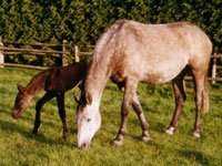 Anica Mother Anica Mother