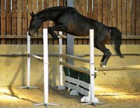 Musidora jumping Musidora jumping